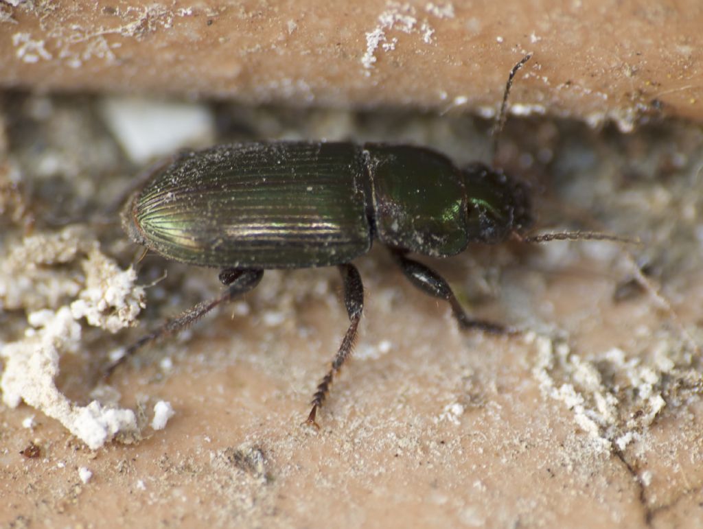 Carabidae: Harpalus distinguendus